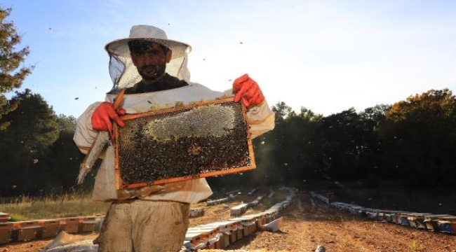 Muğla'da 'Temiz Petek Projesi' başladı