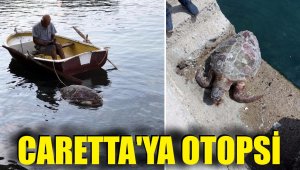 Neden öldü? Caretta'ya otopsi yapılacak