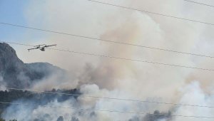 O yangında 260 hektar orman küle döndü