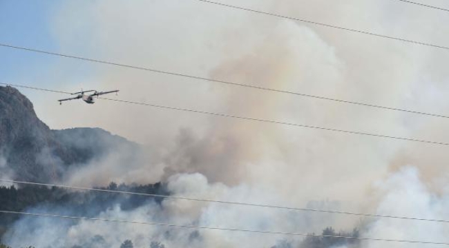 O yangında 260 hektar orman küle döndü