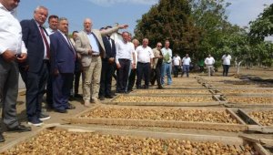 Türkiye, dünyada en fazla incir ihracatı yapan ülke konumunda