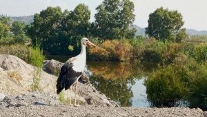 Uçamayan yavru leylek tedaviye alındı