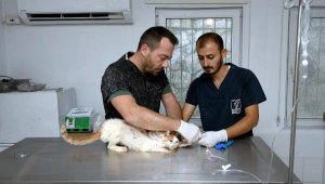 38 sokak hayvanı Kuşadası'nda sağlıklarına kavuşturuldu