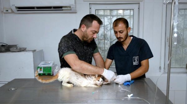 38 sokak hayvanı Kuşadası'nda sağlıklarına kavuşturuldu