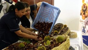 Aydın'da sezonun ilk kestanesi, kilosu 350 liradan alındı