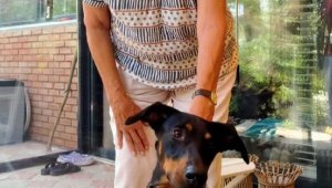 Berzeg'in köpeği 'Tina', kaybolmadan önceki haline döndü