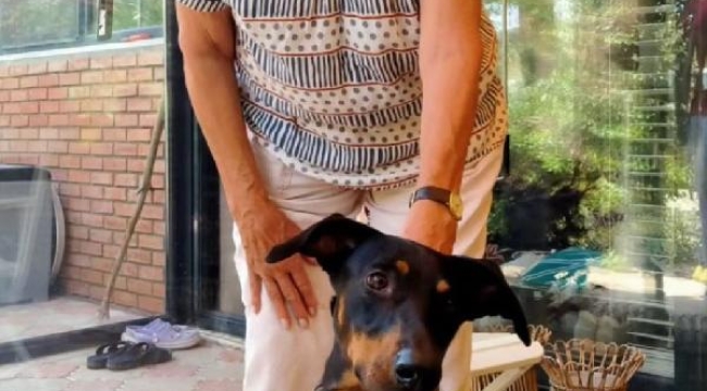 Berzeg'in köpeği 'Tina', kaybolmadan önceki haline döndü