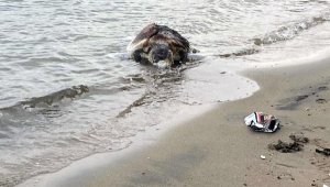 Bodrum'da sahile ölü caretta caretta vurdu
