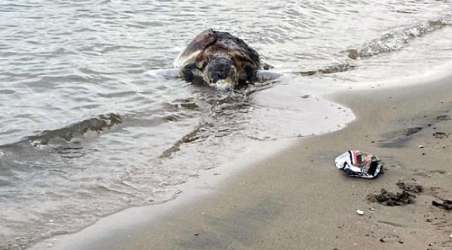 Bodrum'da sahile ölü caretta caretta vurdu
