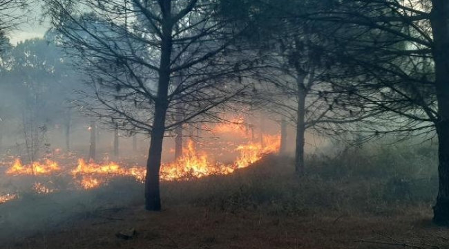Çanakkale Biga'da orman yangını çıktı