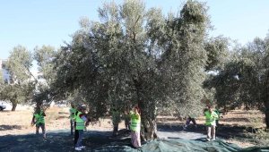 Edremit Belediye Başkanı Arslan: Kaliteli zeytinyağını elde ediyoruz