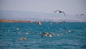 Ege'nin en yaşanabilir şehri: İzmir