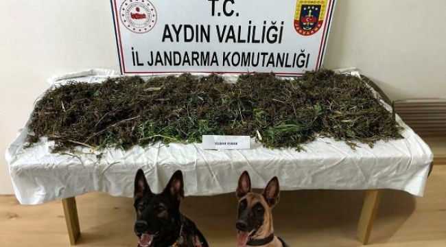 Evlerinde 1 kilo 600 gram esrarla yakalanıp, tutuklandılar