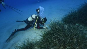 Göcek'in deniz çayırları yok oluyor