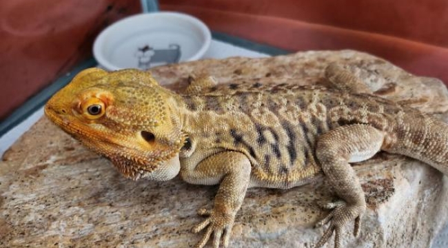 İnternetten 'sakallı ejder' satışına 26 bin 390 lira ceza