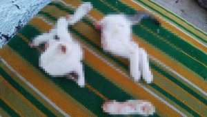 Kedi kasabı! Kan dondurucu ifadeler