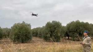 Komando timleri zeytinleri koruyor