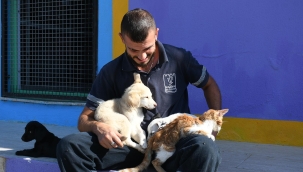 Kuşadası'nın sokak hayvanları müziğin gücüyle iyileşiyor