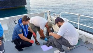 Kuşadası'nda 3 yeşil deniz kaplumbağası öldü