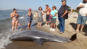 Kuşadası'nda kıyıya vurmuş ölü yunus bulundu