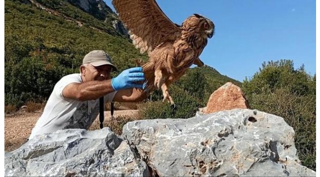 Kuşadası'nda yaralı bulunan puhu, tedavisinin ardından doğaya salındı