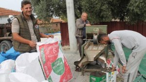 Manyas'ta 'Kazak fasulyesi' hasadı başladı