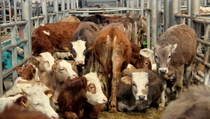 Nevşehir hayvan pazarı şap nedeniyle geçici olarak kapatıldı