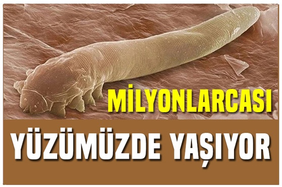 Öpüşürken bir daha düşünün! Bu canlılar yüzümüzde yaşıyor