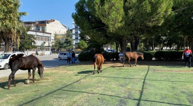 Spil'in simgesi yılkılar, kent merkezine indi