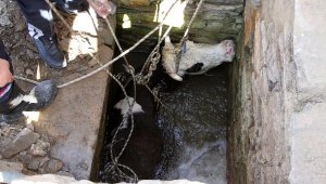 Su kuyusuna düşen inek, 2 saatte kurtarıldı