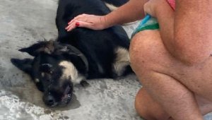 Bodrum'da 3 köpek zehirlenerek öldürüldü