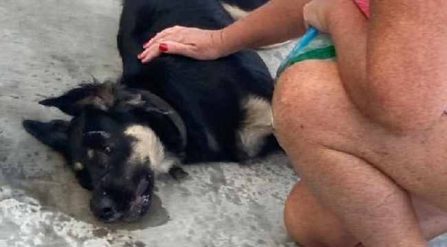 Bodrum'da 3 köpek zehirlenerek öldürüldü