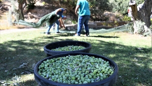 Bornova'da zeytincilik eğitimleri devam ediyor