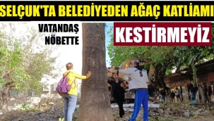 Bu nasıl çevrecilik! Çevreci başkandan ağaç katliamı