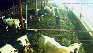 İneklerin saldırısına uğrayan bakıcı hastanelik oldu, o anlar kamerada