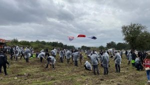 İzmir'de mavi ve kara servi, fıstık çamı ve çam fidanı dikildi