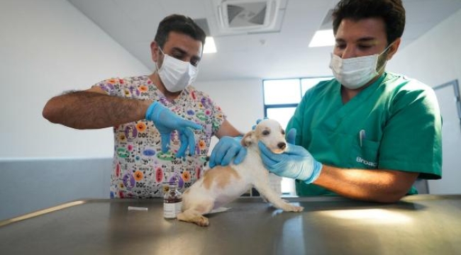İzmir'e hayvan hastanesi açılacak