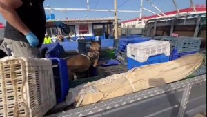 Meyve kasalarının altından 21.5 kilo skunk çıktı