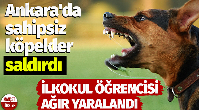 Ankara'da sahipsiz köpekler saldırdı: İlkokul öğrencisi ağır yaralandı