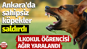 Ankara'da sahipsiz köpekler saldırdı: İlkokul öğrencisi ağır yaralandı