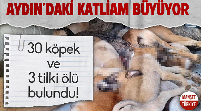 Aydın'da köpek katliamı büyüyor