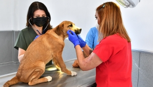 Büyükşehir'den can dostlar için "Pako" mobil uygulaması
