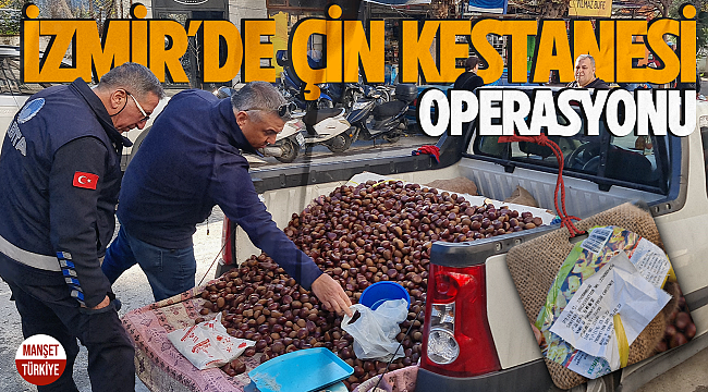 İzmir'de Çin kestanesi operasyonu