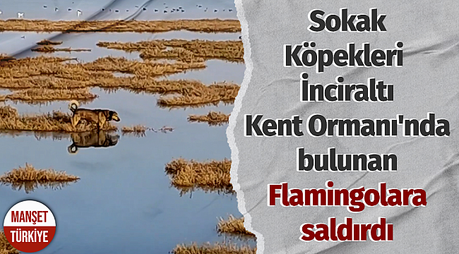 İzmir'de sokak köpekleri bu sefer, Flamingolara saldırdı