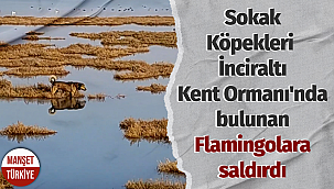 İzmir'de sokak köpekleri bu sefer, Flamingolara saldırdı