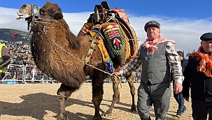 Kemalpaşa, Geleneksel Deve Güreşi Festivali'yle renklendi