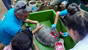 Uydu takip cihazı takılan 'Güzel İzmir', Samos kıyılarına ulaştı