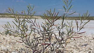 Ay ve Mars topraklarını iyileştirebilecek bitki, İzmir'den uzaya gidiyor