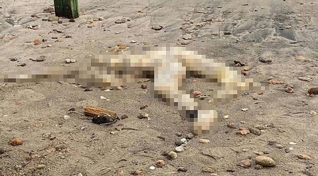 Bodrum'da sahilde kafası kesik erkek cesedi bulundu