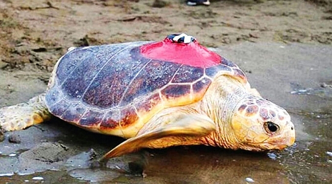 Caretta Tuba'nın sinyali kesildi